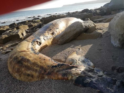 bryde s whale found dead near balochistan coast bryde s whale found dead near balochistan coast