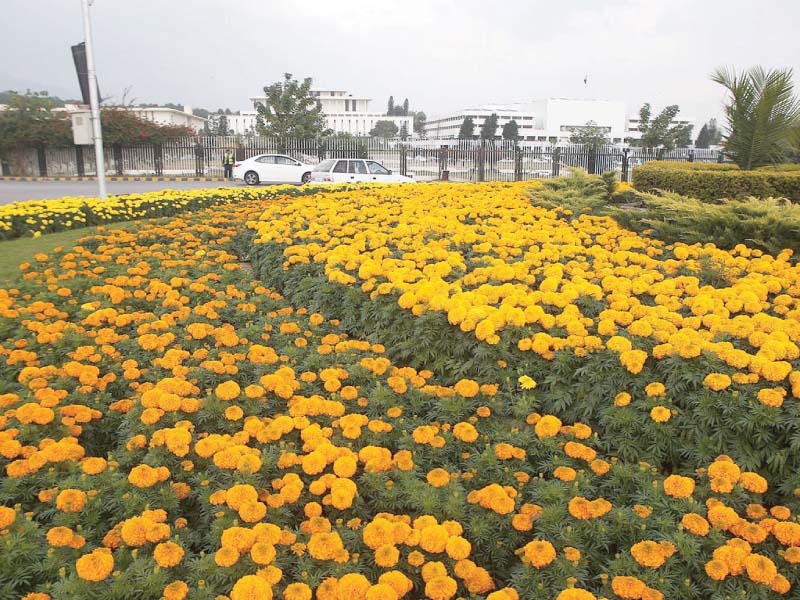 a view of seasonal flowers outside parliament house in the capital photo inp