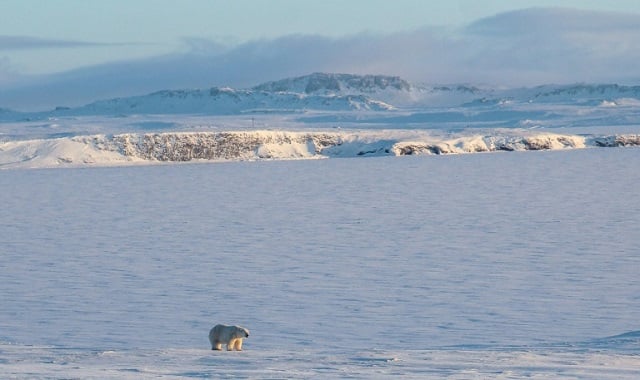 the world wildlife fund says that climate change is blame for polar bears coming ever closer to russian villages in search of food photo afp