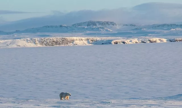 the world wildlife fund says that climate change is blame for polar bears coming ever closer to russian villages in search of food photo afp the world wildlife fund says that climate change is blame for polar bears coming ever closer to russian villages in search of food photo afp