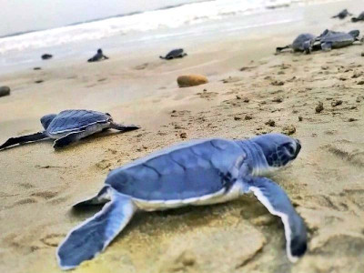 140 baby green turtles released at hawkes bay 140 baby green turtles released at hawkes bay