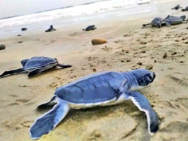 baby turtles have to cross a treacherous stretch of sand from their nest to the water trying to escape the ever present predators on their way photo yasir pechuho baby turtles have to cross a treacherous stretch of sand from their nest to the water trying to escape the ever present predators on their way photo yasir pechuho