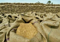pasco employees in faisalabad among six held for wheat theft