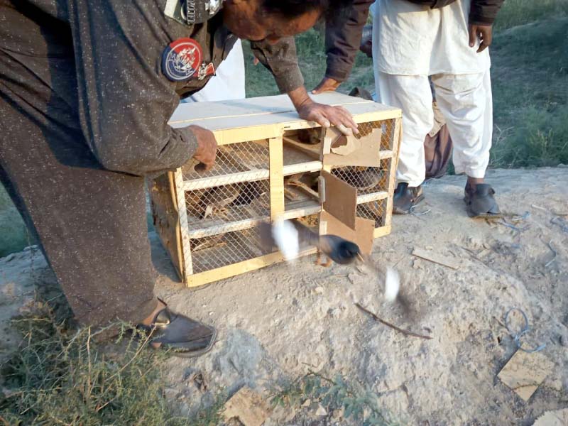 over 500 different species of birds were rescued and released by the sindh wildlife department at haleji lake on saturday photo express