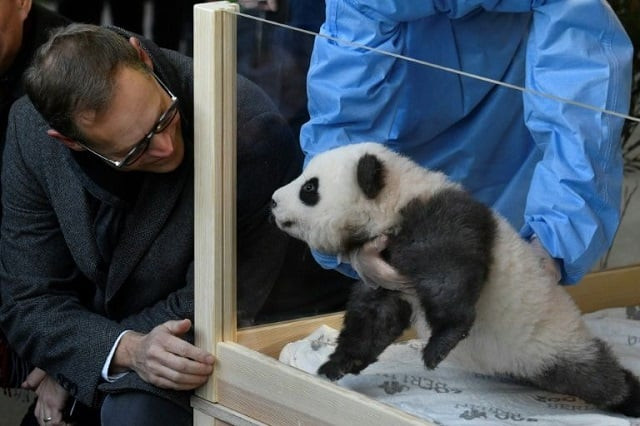 berlin 039 s mayor michael mueller with 039 meng yuan 039 photo afp