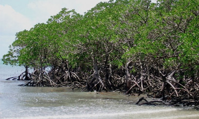 pakistan only country with increasing mangrove cover