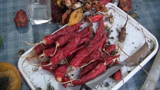 crinkly chili peppers that are considered the 039 spiciest on the planet 039 grow at the base of a mountain in southern serbia photo screen grab crinkly chili peppers that are considered the 039 spiciest on the planet 039 grow at the base of a mountain in southern serbia photo screen grab