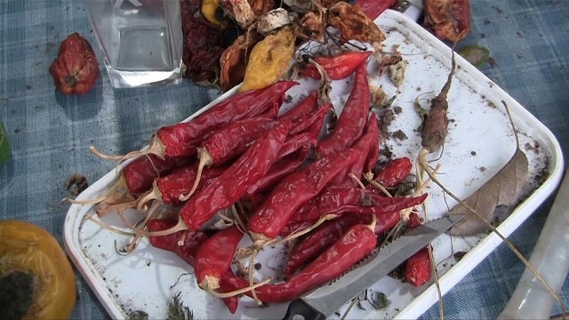 crinkly chili peppers that are considered the 039 spiciest on the planet 039 grow at the base of a mountain in southern serbia photo screen grab