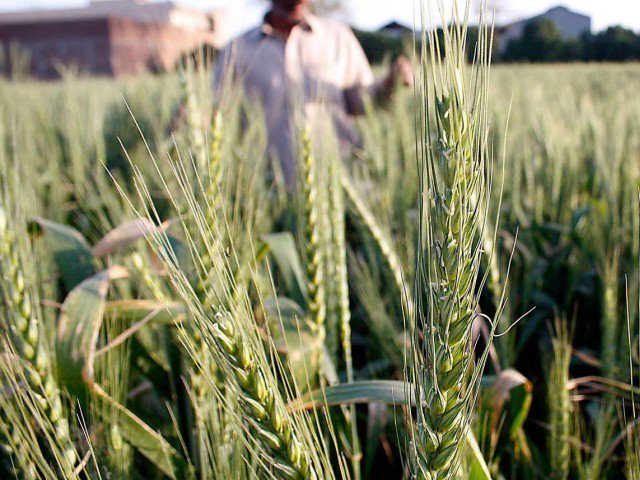efforts underway to increase wheat production