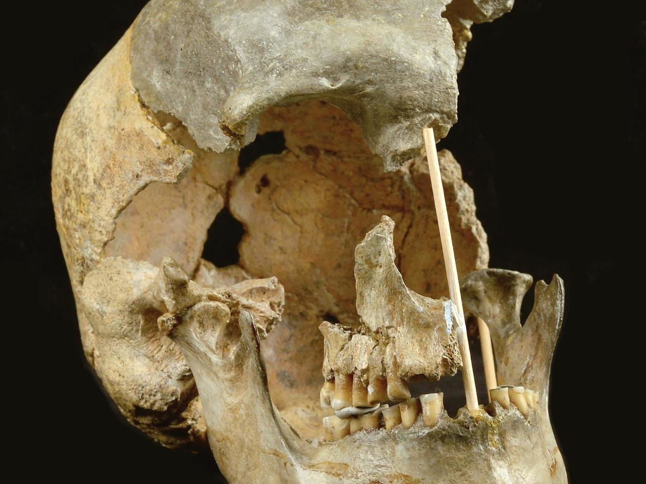 this handout picture released on april 7 2021 by the national museum of prague shows the skull of a modern human female individual from zlaty kun genetic sequencing of human remains dating back 45 000 years has revealed a previously unknown migration into europe and showed intermixing with neanderthals in that period was more common than previously thought photo afp