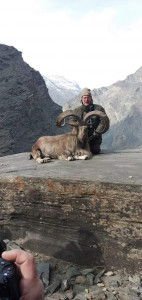 italian hunts season s first markhor in g b italian hunts season s first markhor in g b