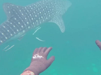 divers capture whale shark on waterproof camera divers capture whale shark on waterproof camera