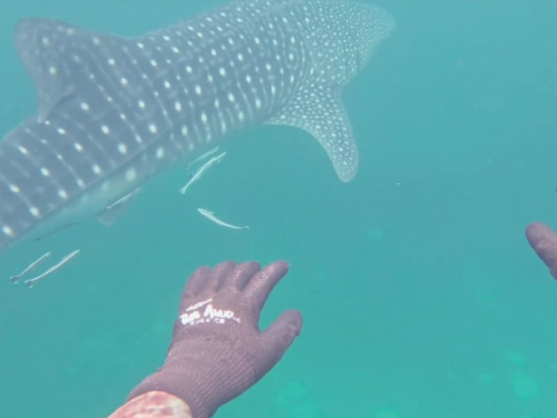 divers approach a whale shark off churna island photo express