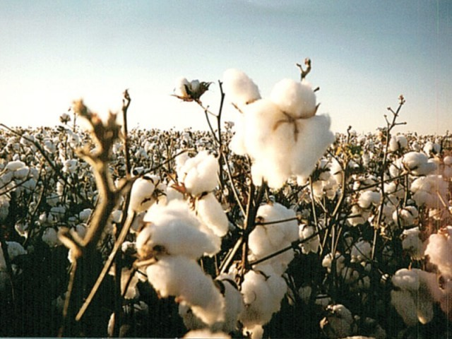as cotton output falls country may spend 1 5b on imports