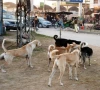 govt fails to vaccinate street dogs