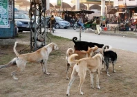 govt fails to vaccinate street dogs