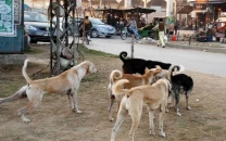 govt fails to vaccinate street dogs govt fails to vaccinate street dogs