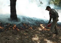 rawalpindi declares forest fire season