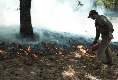 rawalpindi declares forest fire season