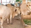 faisalabad to establish eid cattle sale points faisalabad to establish eid cattle sale points