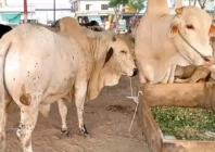 faisalabad to establish eid cattle sale points