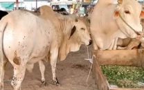 faisalabad to establish eid cattle sale points