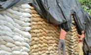 govt approves 750 000 tonnes wheat import as tcp invites bids