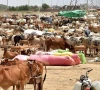cattle market schedule announced