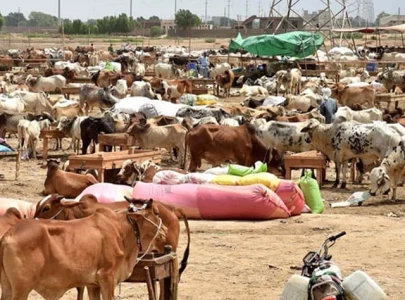 cattle market schedule announced