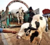 sacrificial animal remains boost seasonal income