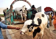 sacrificial animal remains boost seasonal income sacrificial animal remains boost seasonal income