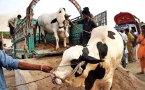sacrificial animal remains boost seasonal income sacrificial animal remains boost seasonal income