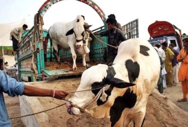sacrificial animal remains boost seasonal income