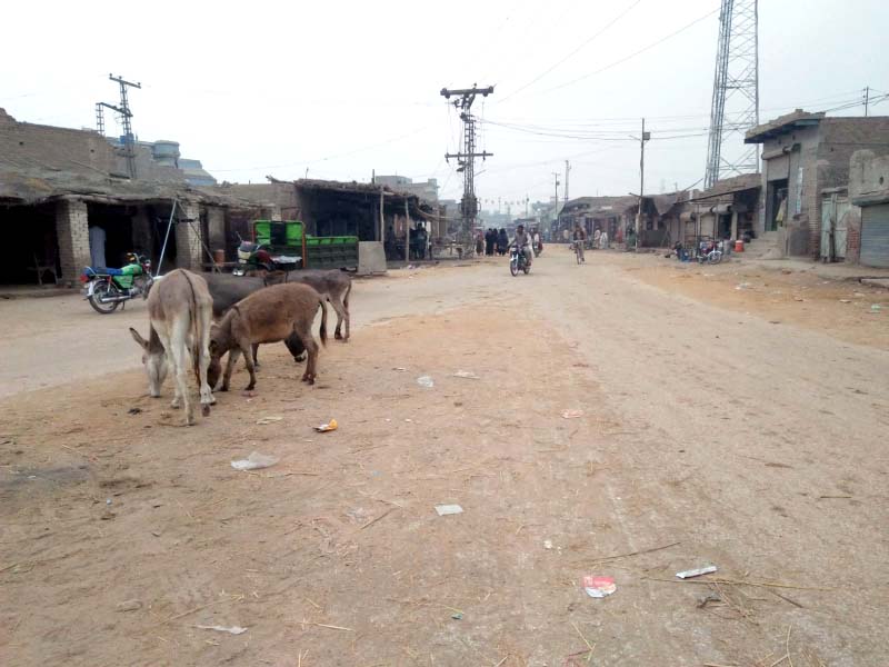 the streets of rato dero in the heart of bilawal bhutto zardari s constituency in larkana are unpaved with encroachments and livestock posing obstacles for vehicles photo express