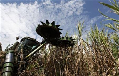 punjab moves to protect sugarcane growers