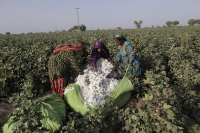 climate damage to pakistan s cotton crop ripples through economy