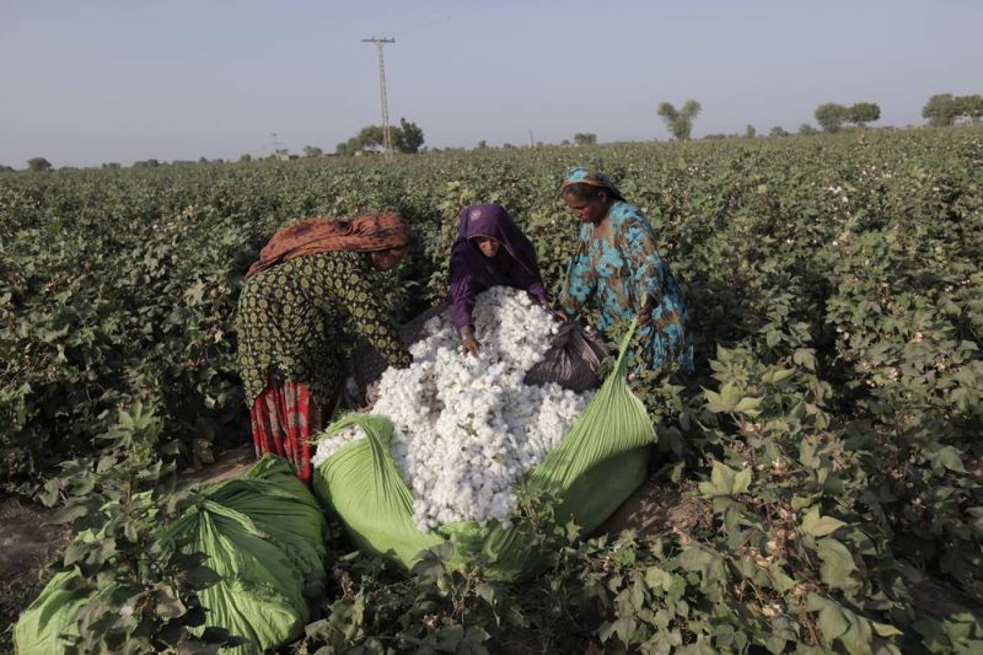 this fiscal year cotton farmers will fall drastically short of government 039 s target of 15 million bales photo reuters