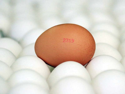eggs tensive sale over 14 4m units sold per day in lahore