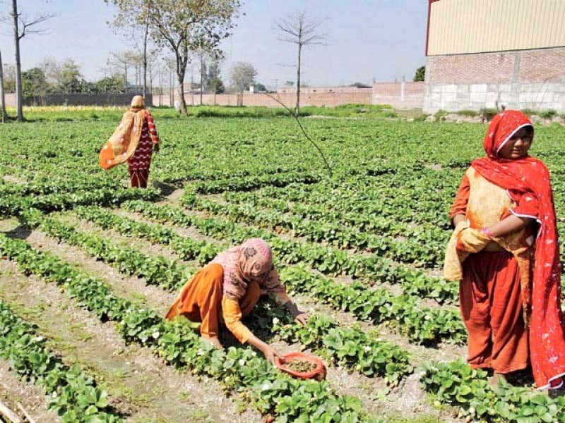 women in agriculture one of the most marginalised sectors of society have been given unprecedented rights in a new bill passed by the sindh assembly photo file