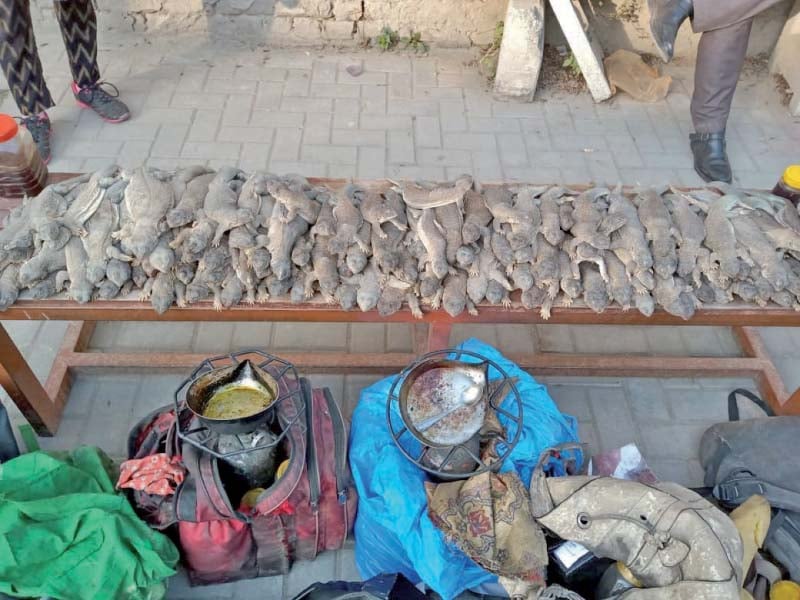 wildlife officials display seized giant lizards which were to be used for extracting oil used as an aphrodisiac photo express