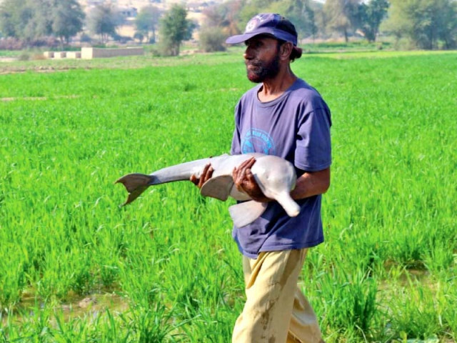 a wildlife department official carries the dolphin rescued from a canal photo courtesy sindh wildlife department a wildlife department official carries the dolphin rescued from a canal photo courtesy sindh wildlife department