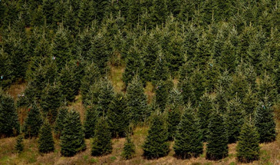 sale of christmas trees surges in multan