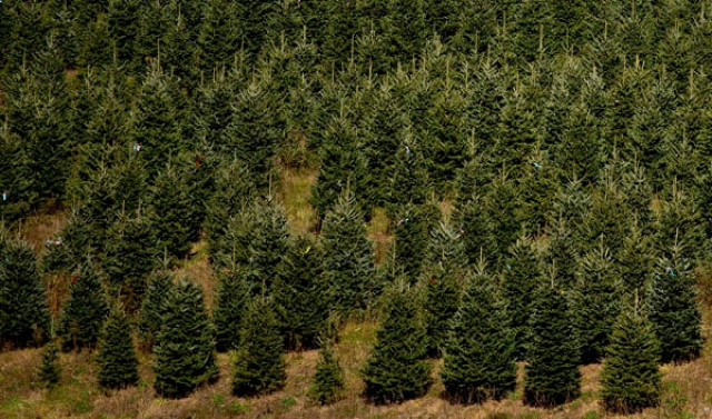 a section of christmas trees are seen at the omni farm in west jefferson north carolina november 17 2012 crews at the farm will harvest nearly 20 000 christmas trees this season north carolina has 1 500 christmas tree growers with nearly 50 million fraser fir christmas trees on over 35 000 acres picture taken november 17 2012 reuters chris keane united states tags business employment environment agriculture society a section of christmas trees are seen at the omni farm in west jefferson north carolina november 17 2012 crews at the farm will harvest nearly 20 000 christmas trees this season north carolina has 1 500 christmas tree growers with nearly 50 million fraser fir christmas trees on over 35 000 acres picture taken november 17 2012 reuters chris keane united states tags business employment environment agriculture society