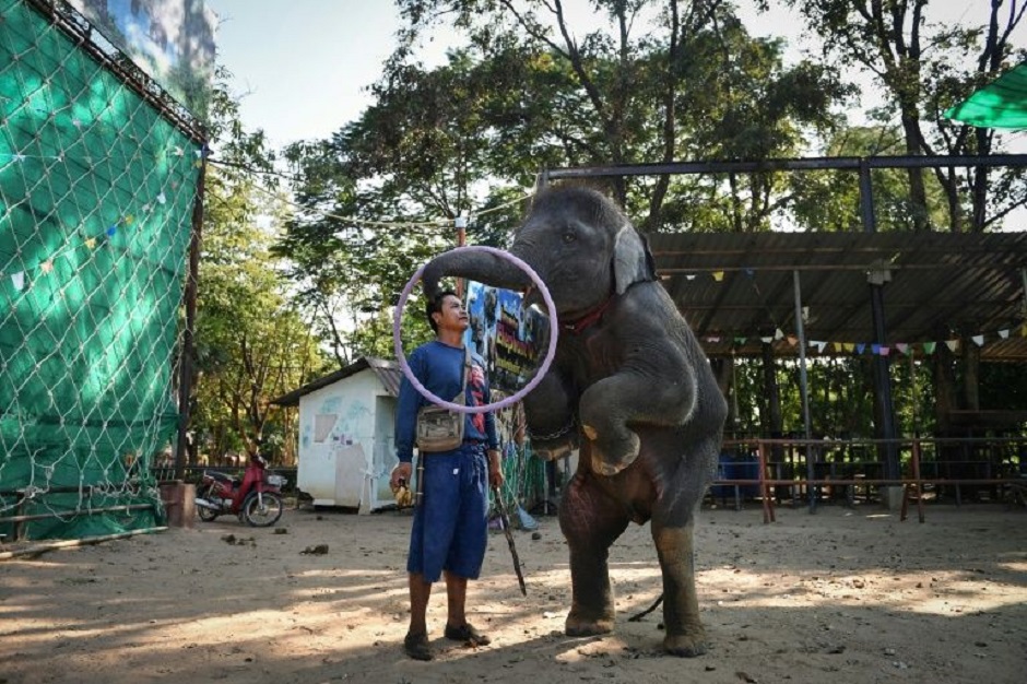 young elephants are quot broken quot to interact with tens of millions of tourists who visit thailand every year many eager to capture social media worthy encounters of the kingdom 039 s national animal playing sports dancing and even painting photo afp