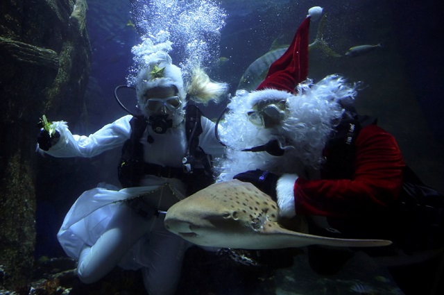 divers dressed as santa claus and an angel feed a leopard shark inside a fish tank at the sea life aquarium in munich germany december 5 photo reuters