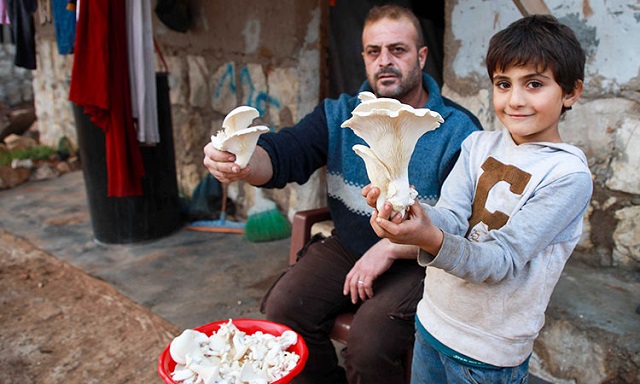 nasrallah sits with his son as they wait for customers to buy their mushrooms in a camp photo afp