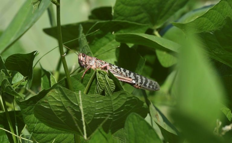 insects damaged crops in half a dozen districts in gujarat state photo afp