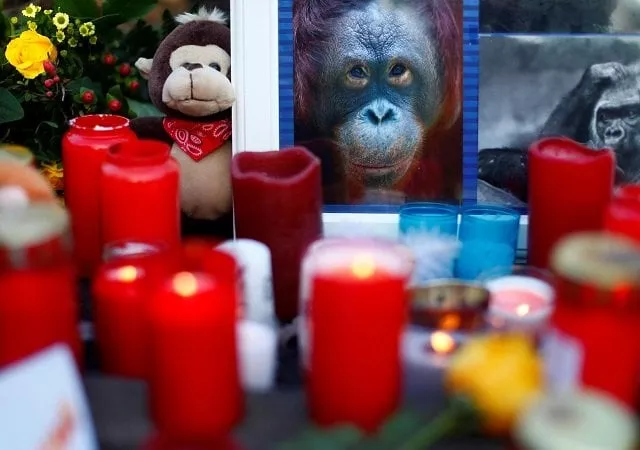 krefeld zoo was festooned with candles and photos of the dead apes on thursday photo reuters krefeld zoo was festooned with candles and photos of the dead apes on thursday photo reuters