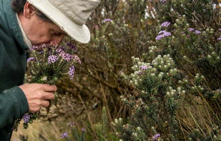 colombian botanist julio betancur documents all the plants he collects in a book of the south american country 039 s vast biodiversity photo afp