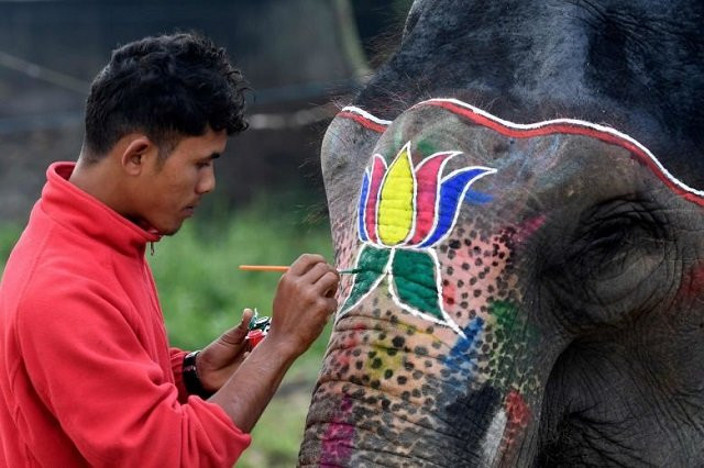 a mahout decorates his elephant before an elephant beauty pageant in sauraha chitwan on jan 2 2020 photo afp a mahout decorates his elephant before an elephant beauty pageant in sauraha chitwan on jan 2 2020 photo afp